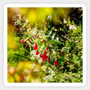 Red Fuschia Sticker